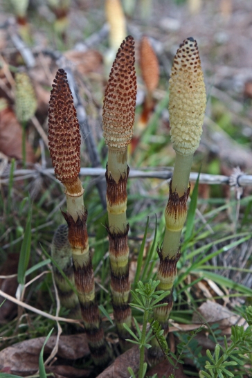 Giant Horsetail - a prehistoric survivor that your really don't want in your garden
